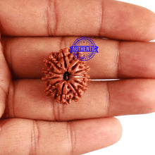 Load image into Gallery viewer, 11 Mukhi Nepalese Rudraksha - Bead No. 259