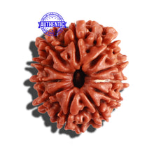 Load image into Gallery viewer, 11 Mukhi Nepalese Rudraksha - Bead No. 259