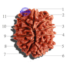 Load image into Gallery viewer, 11 Mukhi Nepalese Rudraksha - Bead No. 259