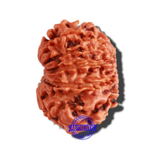 Load image into Gallery viewer, 11 Mukhi Nepalese Rudraksha - Bead No. 260