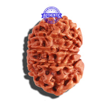Load image into Gallery viewer, 11 Mukhi Nepalese Rudraksha - Bead No. 260