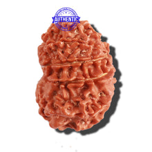 Load image into Gallery viewer, 11 Mukhi Nepalese Rudraksha - Bead No. 261