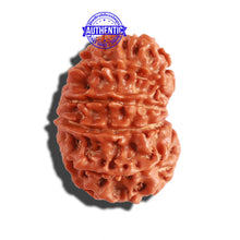 Load image into Gallery viewer, 11 Mukhi Nepalese Rudraksha - Bead No. 261