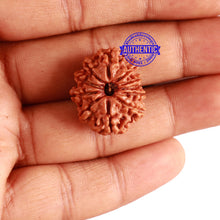Load image into Gallery viewer, 11 Mukhi Nepalese Rudraksha - Bead No. 262