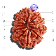 Load image into Gallery viewer, 11 Mukhi Nepalese Rudraksha - Bead No. 262