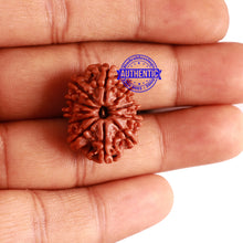 Load image into Gallery viewer, 11 Mukhi Nepalese Rudraksha - Bead No. 263
