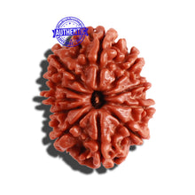 Load image into Gallery viewer, 11 Mukhi Nepalese Rudraksha - Bead No. 263