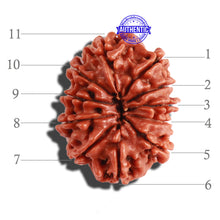 Load image into Gallery viewer, 11 Mukhi Nepalese Rudraksha - Bead No. 263