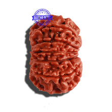 Load image into Gallery viewer, 11 Mukhi Nepalese Rudraksha - Bead No. 263