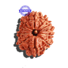 Load image into Gallery viewer, 11 Mukhi Nepalese Rudraksha - Bead No. 264