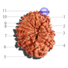 Load image into Gallery viewer, 11 Mukhi Nepalese Rudraksha - Bead No. 264