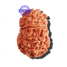 Load image into Gallery viewer, 11 Mukhi Nepalese Rudraksha - Bead No. 264