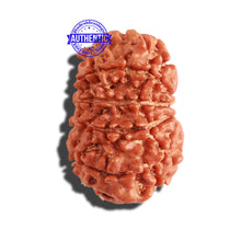 Load image into Gallery viewer, 11 Mukhi Nepalese Rudraksha - Bead No. 264