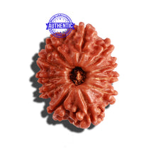 Load image into Gallery viewer, 11 Mukhi Nepalese Rudraksha - Bead No. 265