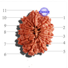 Load image into Gallery viewer, 11 Mukhi Nepalese Rudraksha - Bead No. 265