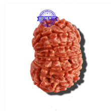 Load image into Gallery viewer, 11 Mukhi Nepalese Rudraksha - Bead No. 265