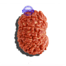 Load image into Gallery viewer, 11 Mukhi Nepalese Rudraksha - Bead No. 265