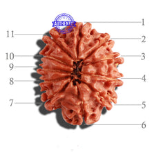 Load image into Gallery viewer, 11 Mukhi Nepalese Rudraksha - Bead No. 266