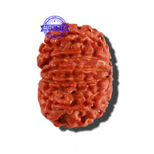 Load image into Gallery viewer, 11 Mukhi Nepalese Rudraksha - Bead No. 266