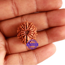 Load image into Gallery viewer, 11 Mukhi Nepalese Rudraksha - Bead No. 267