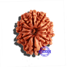 Load image into Gallery viewer, 11 Mukhi Nepalese Rudraksha - Bead No. 267