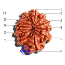 Load image into Gallery viewer, 11 Mukhi Nepalese Rudraksha - Bead No. 267