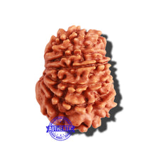 Load image into Gallery viewer, 11 Mukhi Nepalese Rudraksha - Bead No. 267