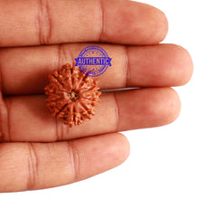 Load image into Gallery viewer, 11 Mukhi Nepalese Rudraksha - Bead No. 268