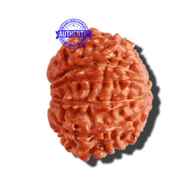 Load image into Gallery viewer, 11 Mukhi Nepalese Rudraksha - Bead No. 268