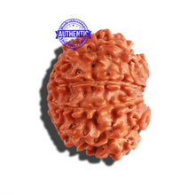 Load image into Gallery viewer, 11 Mukhi Nepalese Rudraksha - Bead No. 268