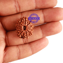 Load image into Gallery viewer, 11 Mukhi Nepalese Rudraksha - Bead No. 270