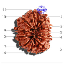 Load image into Gallery viewer, 11 Mukhi Nepalese Rudraksha - Bead No. 270