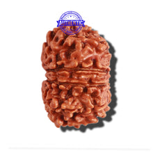 Load image into Gallery viewer, 11 Mukhi Nepalese Rudraksha - Bead No. 270