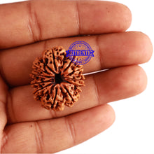 Load image into Gallery viewer, 11 Mukhi Nepalese Rudraksha - Bead No. 272