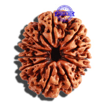 Load image into Gallery viewer, 11 Mukhi Nepalese Rudraksha - Bead No. 272