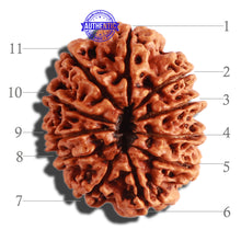 Load image into Gallery viewer, 11 Mukhi Nepalese Rudraksha - Bead No. 272