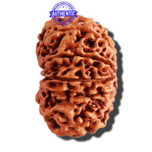 Load image into Gallery viewer, 11 Mukhi Nepalese Rudraksha - Bead No. 272