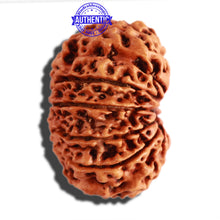 Load image into Gallery viewer, 11 Mukhi Nepalese Rudraksha - Bead No. 272