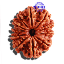 Load image into Gallery viewer, 11 Mukhi Nepalese Rudraksha - Bead No. 273