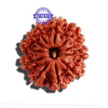 Load image into Gallery viewer, 11 Mukhi Nepalese Rudraksha - Bead No. 274