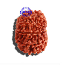 Load image into Gallery viewer, 11 Mukhi Nepalese Rudraksha - Bead No. 274