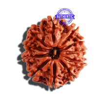 Load image into Gallery viewer, 11 Mukhi Nepalese Rudraksha - Bead No. 275