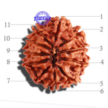 Load image into Gallery viewer, 11 Mukhi Nepalese Rudraksha - Bead No. 275