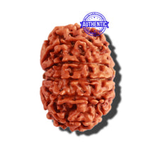 Load image into Gallery viewer, 11 Mukhi Nepalese Rudraksha - Bead No. 275