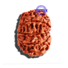 Load image into Gallery viewer, 11 Mukhi Nepalese Rudraksha - Bead No. 275