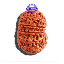 Load image into Gallery viewer, 11 Mukhi Nepalese Rudraksha - Bead No. 276
