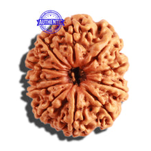 Load image into Gallery viewer, 11 Mukhi Nepalese Rudraksha - Bead No. 277