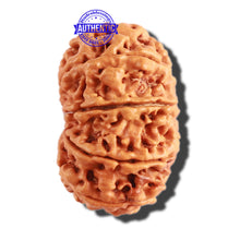 Load image into Gallery viewer, 11 Mukhi Nepalese Rudraksha - Bead No. 277