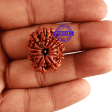 Load image into Gallery viewer, 11 Mukhi Nepalese Ganesha Rudraksha - Bead No. 278