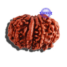 Load image into Gallery viewer, 11 Mukhi Nepalese Ganesha Rudraksha - Bead No. 278